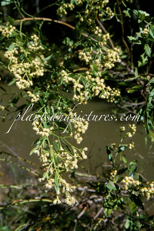 Baccharis halimifolia