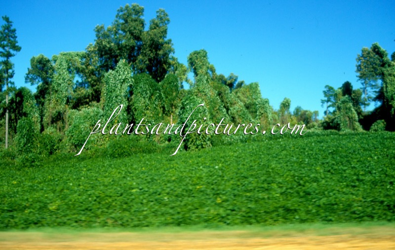 Pueraria montana var. lobata