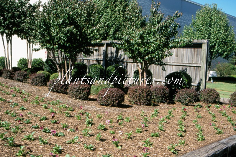 Loropetalum chinense f. rubrum