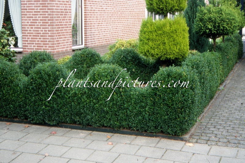 Buxus sempervirens