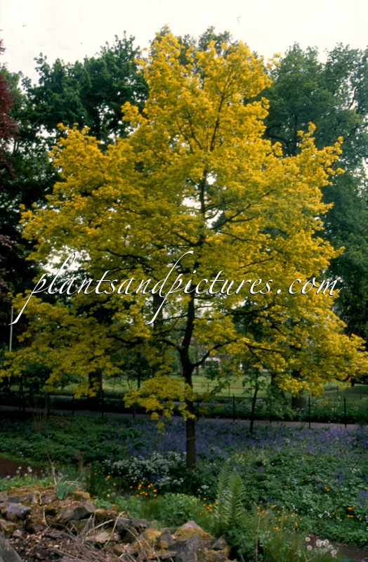 Quercus robur ‘Fastigiata’