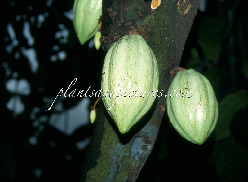 Theobroma cacao