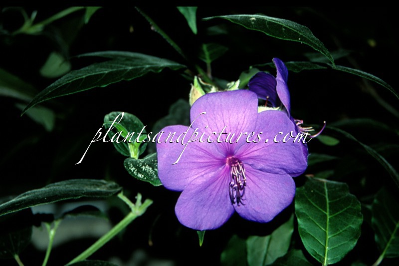 Tibouchina granulosa