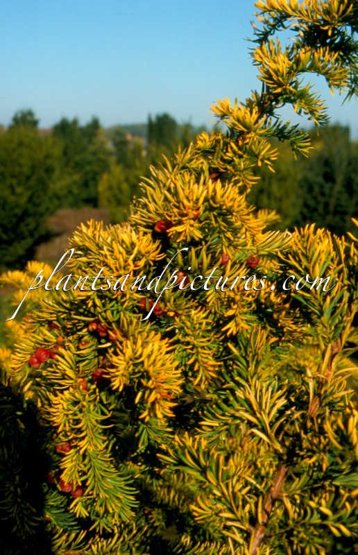 Taxus baccata ‘Washingtonii’