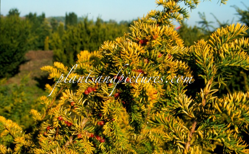 Taxus baccata ‘Washingtonii’