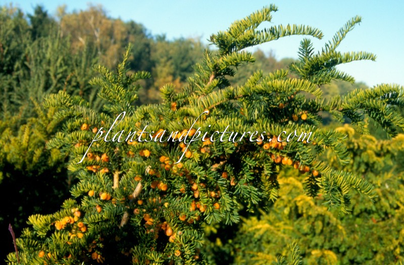 Taxus baccata ‘Lutea’