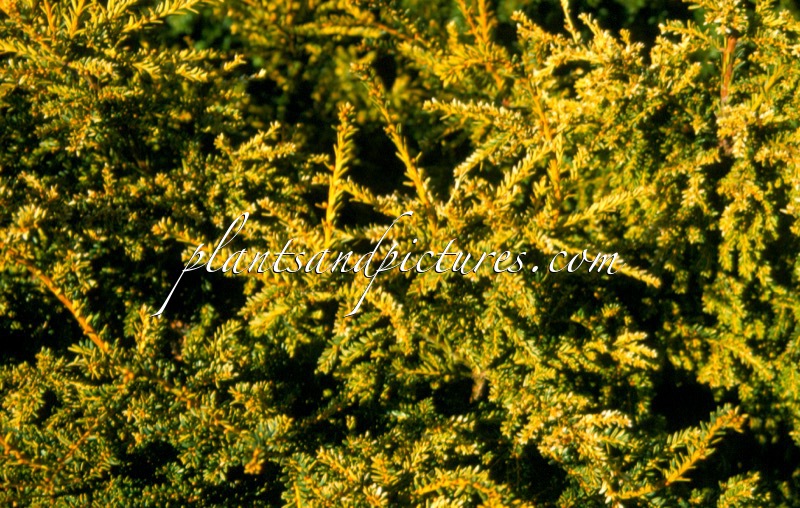 Taxus baccata ‘Adpressa Aurea’