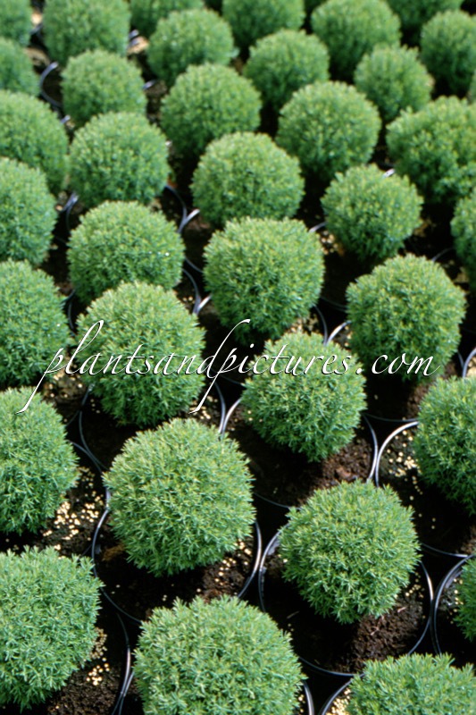 Thuja occidentalis ‘Teddy’