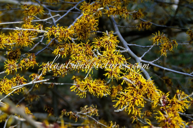 Hamamelis intermedia ‘Treasure Trove’