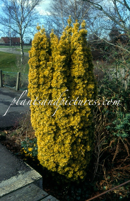 Taxus baccata ‘Fastigiata Aurea’