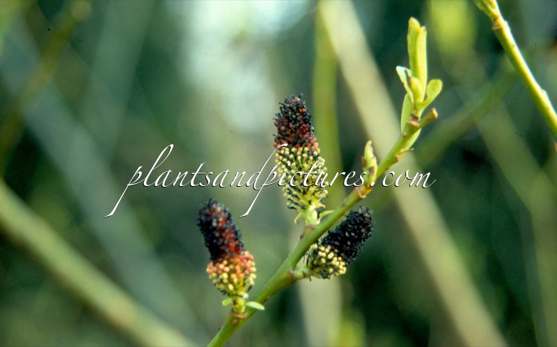 Salix gracilistyla ‘Melanostachys’