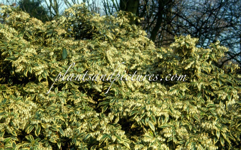 Pieris japonica ‘White Rim’