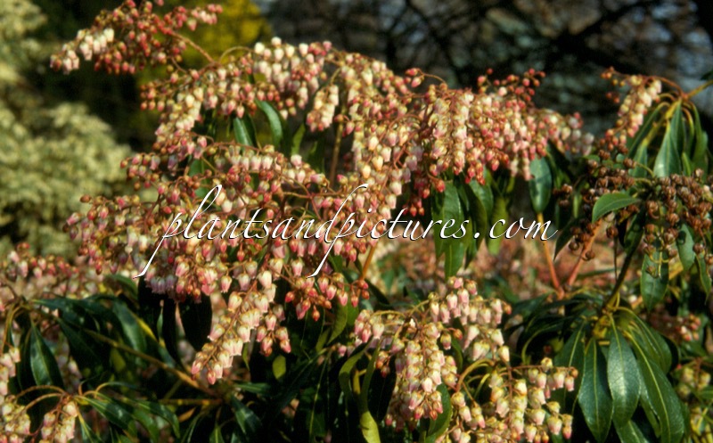 Pieris japonica ‘Valley Rose’