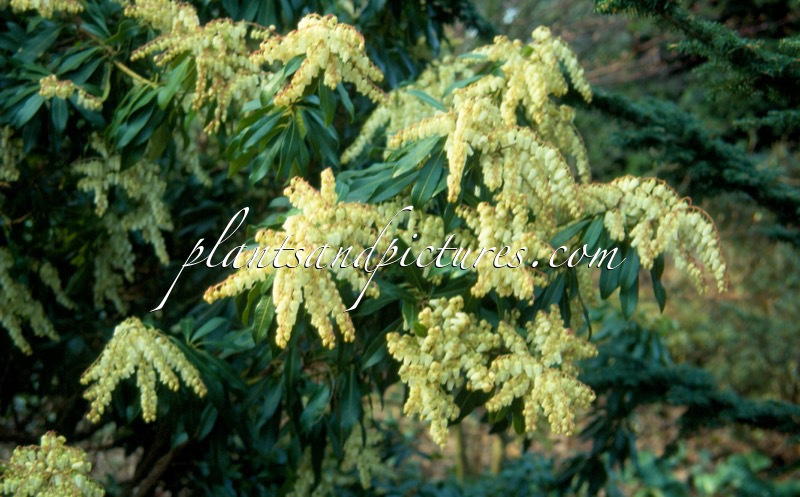 Pieris ‘Forest Flame’