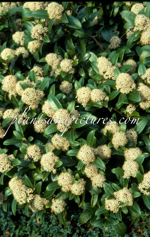 Skimmia japonica ‘Rubella’