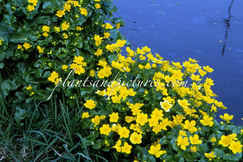 Caltha palustris