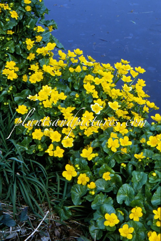 Caltha palustris