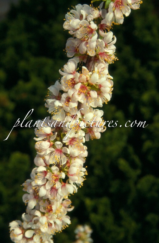 Prunus ‘Elvins’