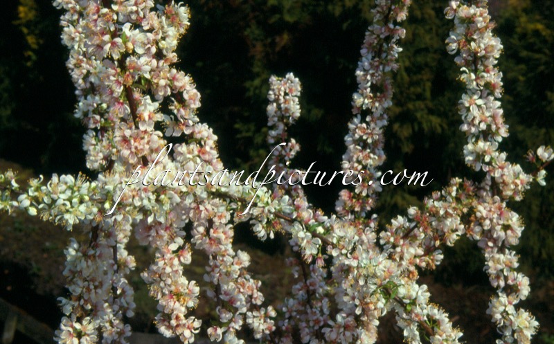 Prunus ‘Elvins’