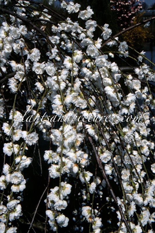 Prunus persica ‘White Cascade’