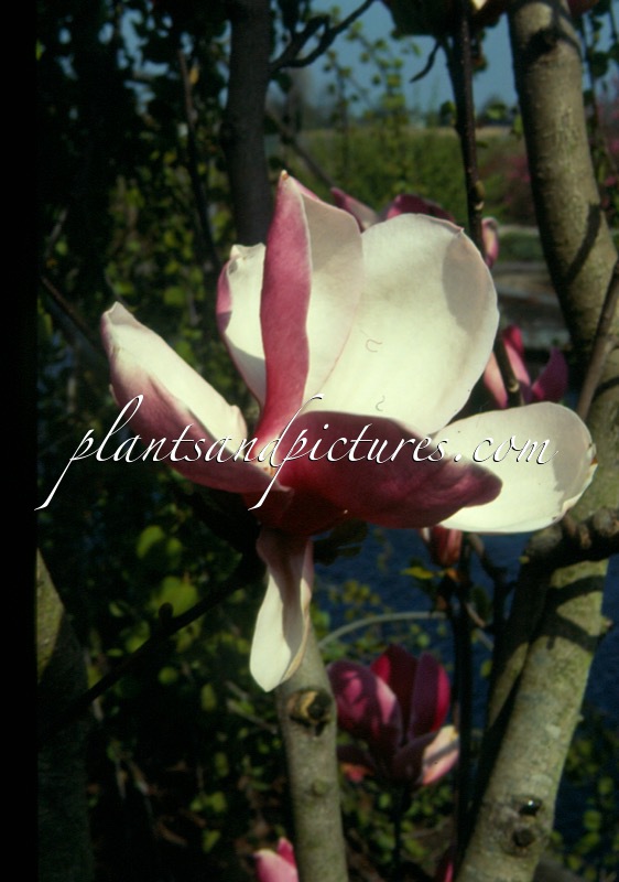 Magnolia ‘Ruby’