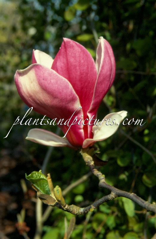 Magnolia ‘Ruby’