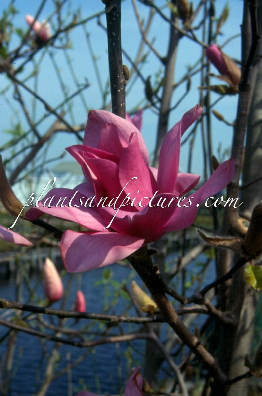 Magnolia ‘Vulcan’