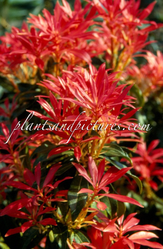 Pieris ‘Forest Flame’