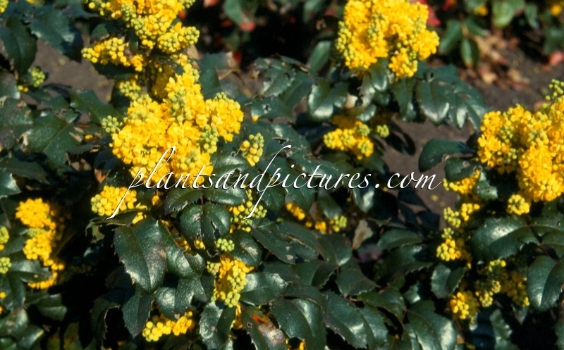 Mahonia ‘Bokrafoot’ (BLACKFOOT)