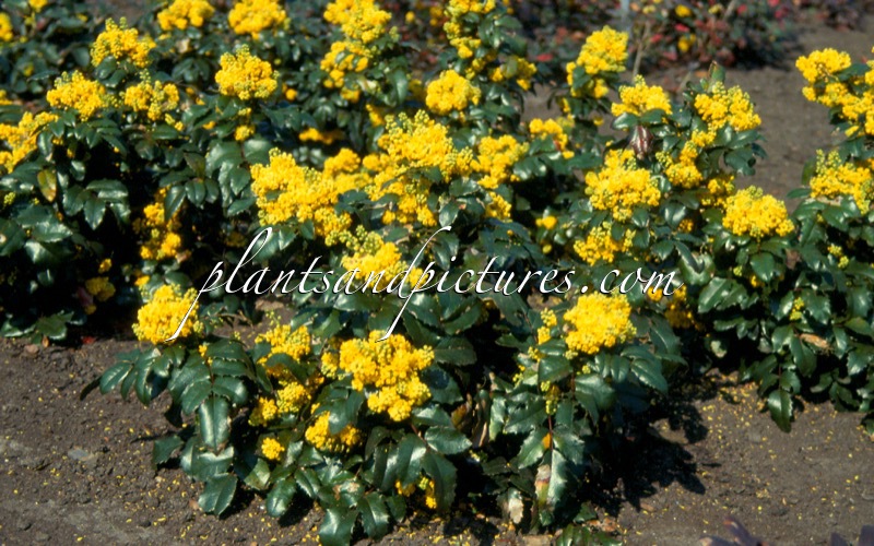 Mahonia ‘Bokranez’ (NEZ PERCES)
