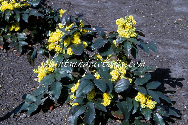 Mahonia ‘Bokrasio’ (SIOUX)