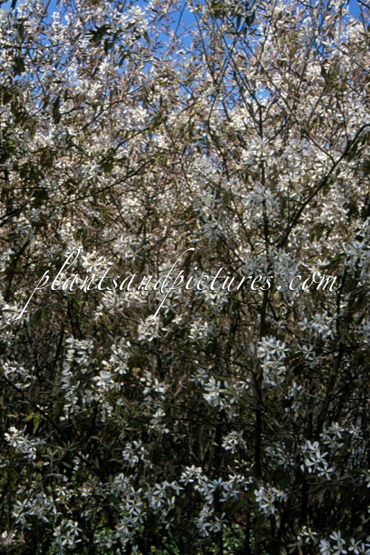 Amelanchier lamarckii