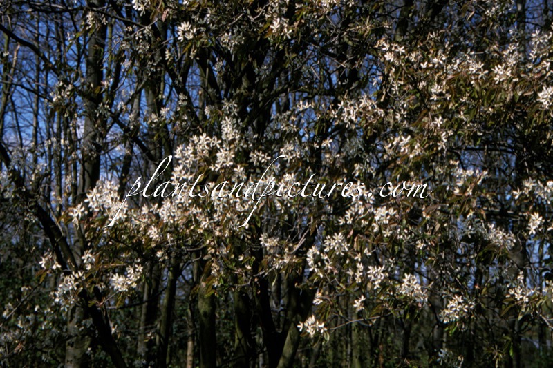 Amelanchier lamarckii