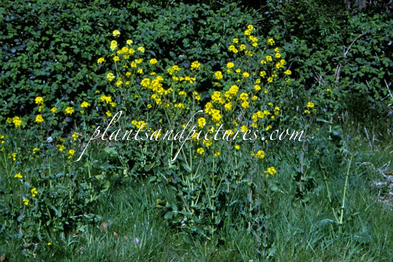 Brassica napus