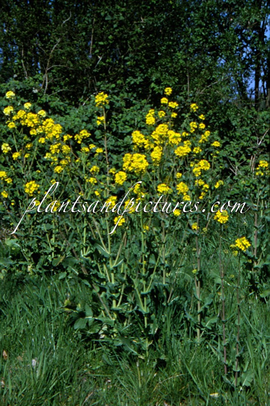 Brassica napus