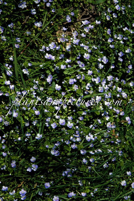 Veronica hederifolia