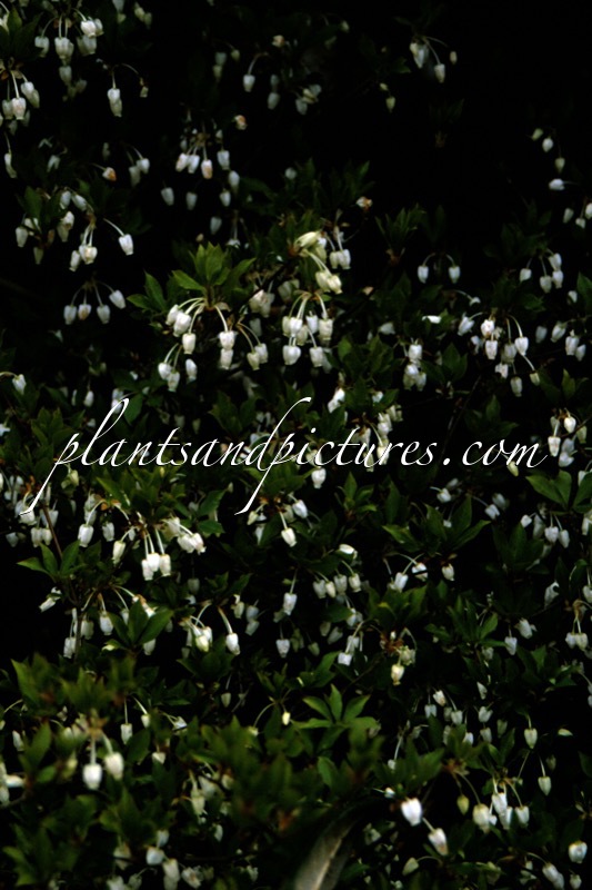 Enkianthus perulatus