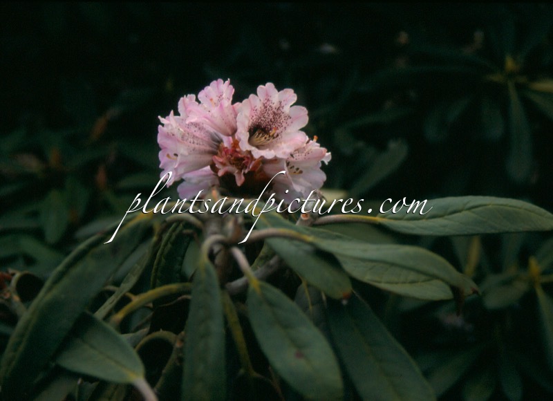 Rhododendron rex subsp. fictolacteum