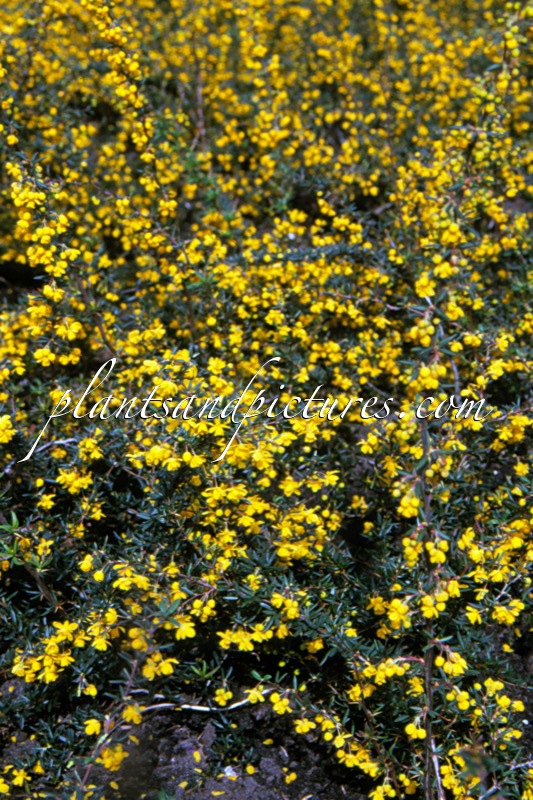 Berberis stenophylla ‘Handsworth’
