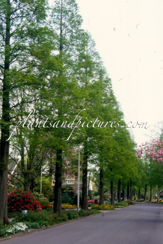 Metasequoia glyptostroboides