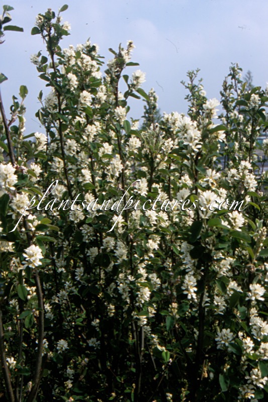 Amelanchier ‘Sultana’