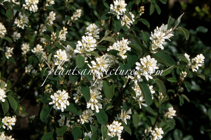 Amelanchier ‘Sultana’