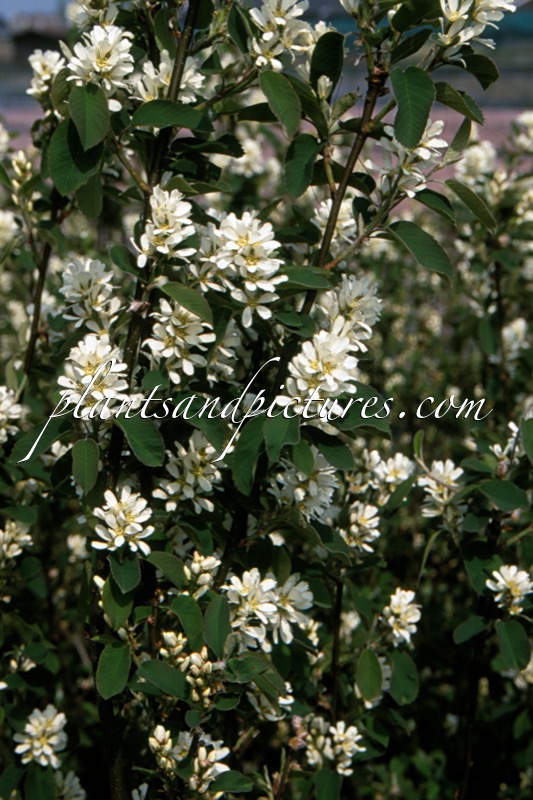 Amelanchier ‘Sultana’