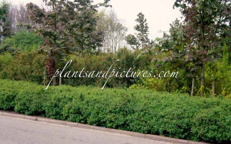 Spiraea betulifolia ‘Tor’