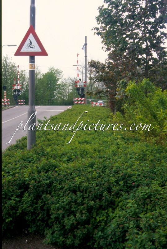 Spiraea betulifolia ‘Tor’