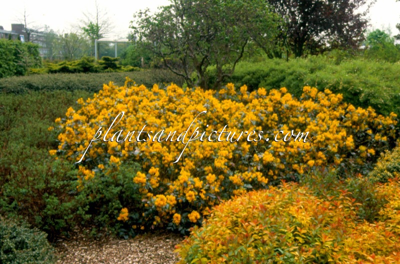 Mahonia aquifolium ‘Smaragd’