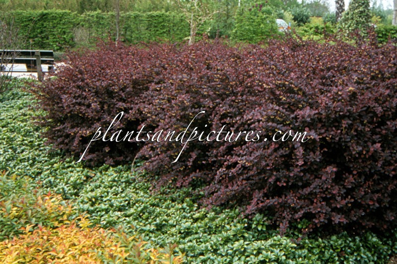 Berberis thunbergii ‘Atropurpurea’