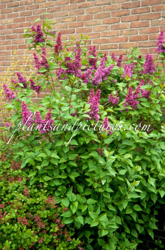 Syringa vulgaris ‘Charles Joly’