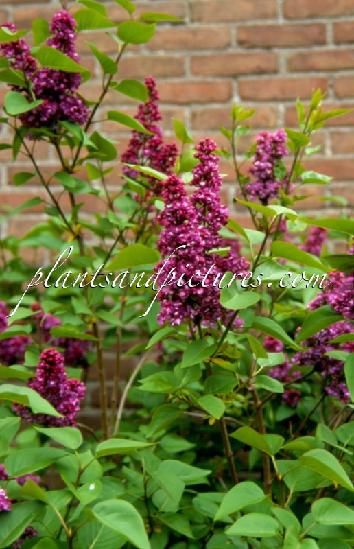 Syringa vulgaris ‘Charles Joly’