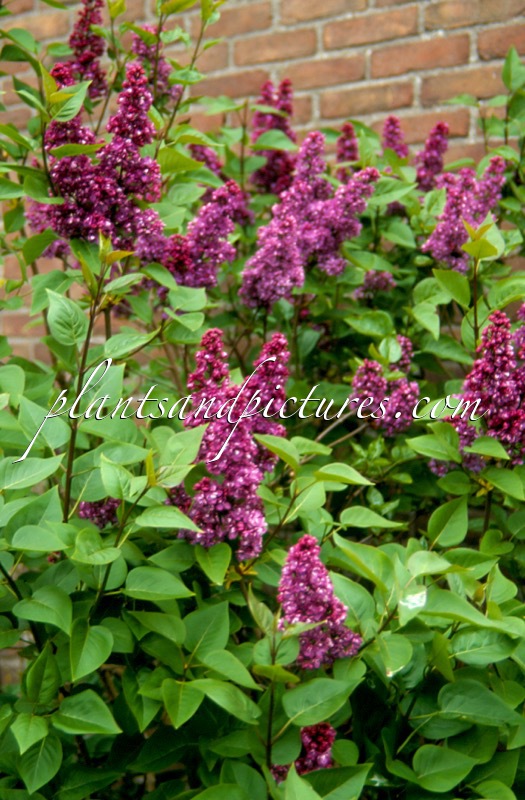 Syringa vulgaris ‘Charles Joly’